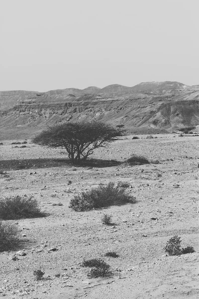 Leben Einer Leblosen Unendlichkeit Der Negev Wüste Israel Atemberaubende Landschaft — Stockfoto