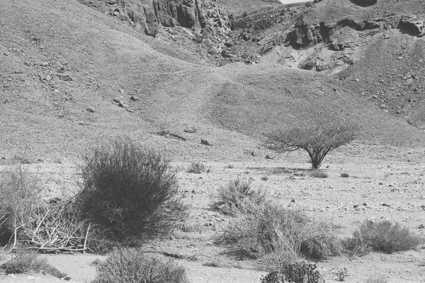 Srail Deki Negev Çölü Nün Cansız Sonsuzluğunda Yaşam Ortadoğu Nun — Stok fotoğraf