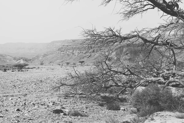 Srail Deki Negev Çölü Nün Cansız Sonsuzluğunda Yaşam Ortadoğu Nun — Stok fotoğraf