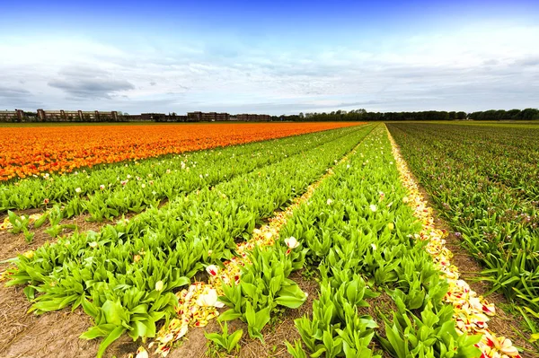 Fields Blooming Tulip Flowers Nethrlands Assorted Flowers Dutch Spring Garden — Stock Photo, Image