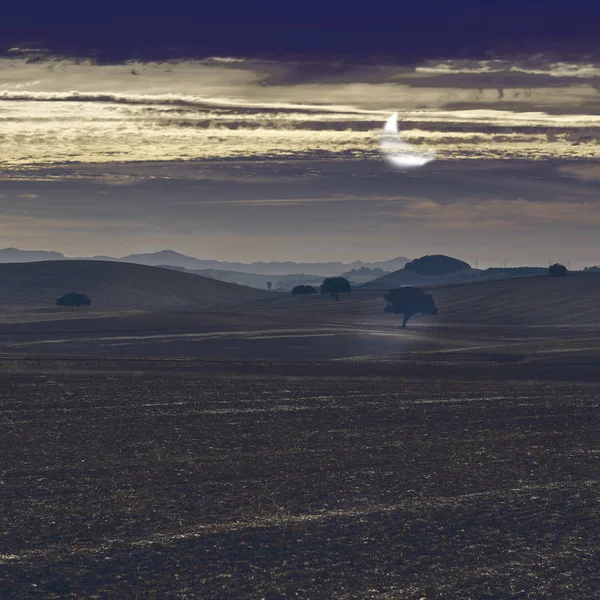 Gaj Oliwny Pola Oliwne Hiszpanii Zbiorach Świetle Księżyca Zapierający Dech — Zdjęcie stockowe