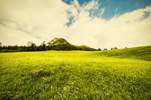 Austrian Landscape Forests Fields Pastures Meadows Background Green Hill Vintage — Stock Photo, Image
