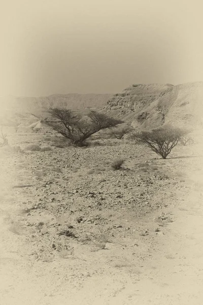 Srail Deki Negev Çölü Nün Kayalık Tepelerinde Yalnızlık Boşluk Ortadoğu — Stok fotoğraf