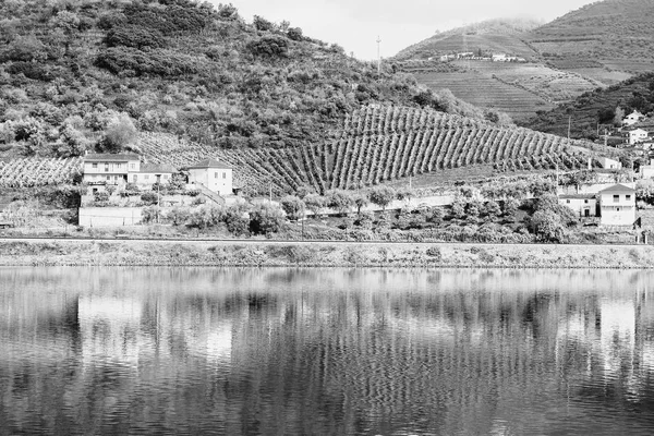 Portekiz Douro Nehri Bölgesinde Üzüm Bağları Zeytinlikler Arasında Seyahat Edin — Stok fotoğraf