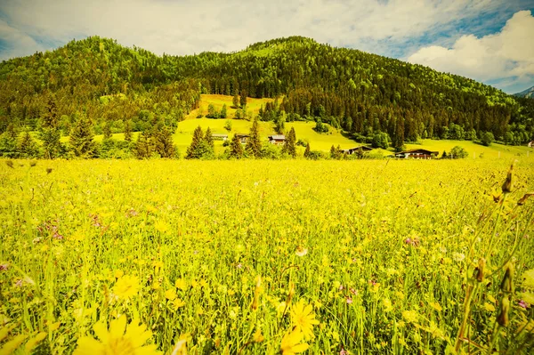 Österrikiska Landskap Med Skogar Åkrar Betesmarker Och Ängar Bakgrunden Grön — Stockfoto