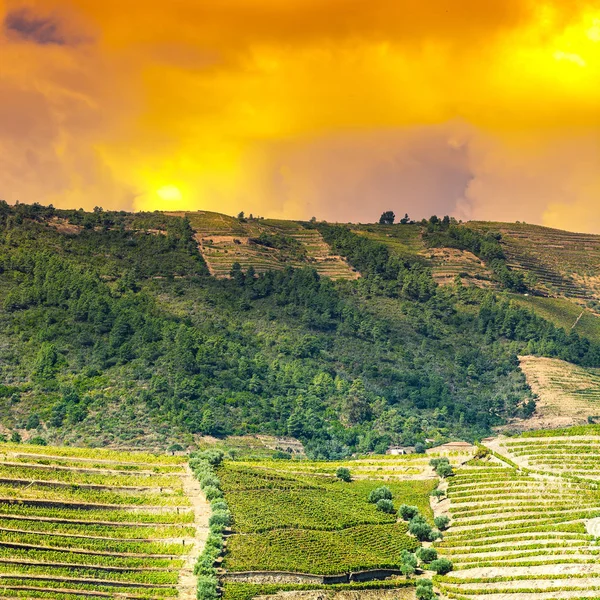 Portekiz Douro Nehri Bölgesinde Üzüm Bağları Zeytinlikler Arasında Seyahat Edin — Stok fotoğraf