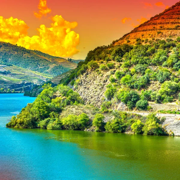 Portekiz Douro Nehri Bölgesinde Üzüm Bağları Zeytinlikler Arasında Seyahat Edin — Stok fotoğraf