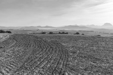 Güneş doğarken hasat sonra İspanya alanlarında. Nefes kesici manzara ve doğa İber Yarımadası'nın. Siyah ve beyaz fotoğraf