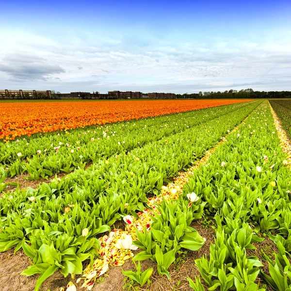 Fields Blooming Tulip Flowers Nethrlands Assorted Flowers Dutch Spring Garden — Stock Photo, Image