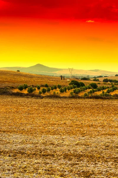 Маслиновий Гай Поля Іспанії Після Збирання Врожаю Сходом Сонця Захоплюючий — стокове фото