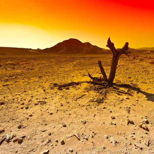 Colori Scatenati Delle Colline Rocciose Del Deserto Del Negev Israele — Foto Stock