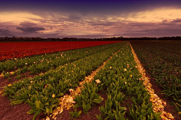 Πεδία Από Ανθισμένα Λουλούδια Τουλίπα Nethrlands Ηλιοβασίλεμα Ανάμικτες Λουλούδια Ένα — Φωτογραφία Αρχείου
