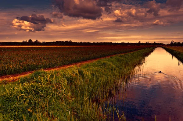 Mezők Virágzó Tulipán Virágok Nethrlands Naplementekor Holland Válogatott Virágok Tavaszi — Stock Fotó