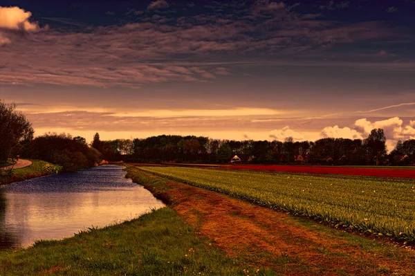 Fields of blooming tulip flowers in Nethrlands at sunset. Assorted flowers in a Dutch spring garden near the drainage canal