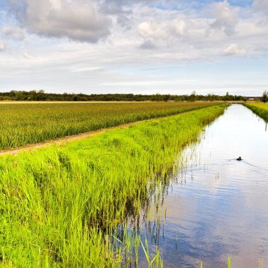 Alanları Nethrlands çiçek açan Lale çiçek dolu. Bir Hollandalı çeşitli çiçekler drenaj kanalı Bahçe bahar