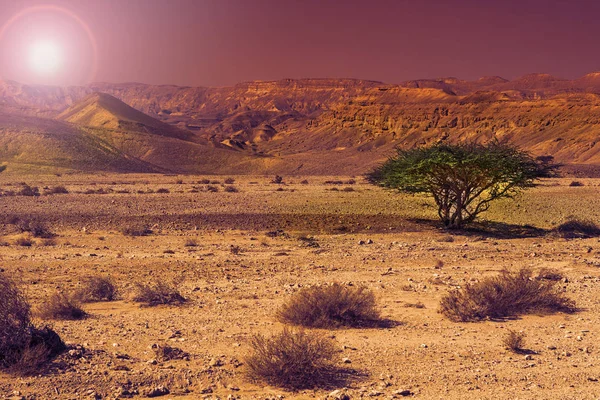 Klippiga Kullar Negevöknen Israel Vid Solnedgången Häpnadsväckande Landskap Klippformationer Södra — Stockfoto