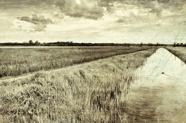 Pole Kvetoucích Tulipánů Nethrlands Různé Květiny Holandské Jarní Zahradě Kanálu — Stock fotografie