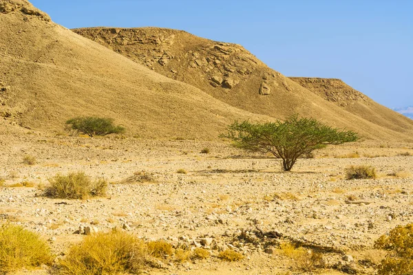 Felsige Hügel Der Negev Wüste Israel Atemberaubende Landschaft Der Felsformationen — Stockfoto