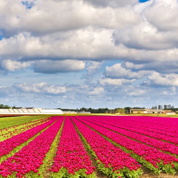 Nethrlands に咲くチューリップの花のフィールドです オランダでチューリップの成長のための温室 — ストック写真