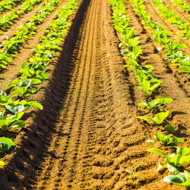 taze genç yeşil fide Portekiz satırları