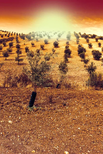 Olive Grove Spain Sunrise Breathtaking Landscape Nature Iberian Peninsula — Stock Photo, Image