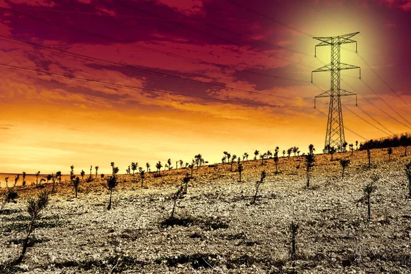 Olive Grove Fields Spain Harvesting Sunrise Electrical Power Lines Pylons — Stock Photo, Image