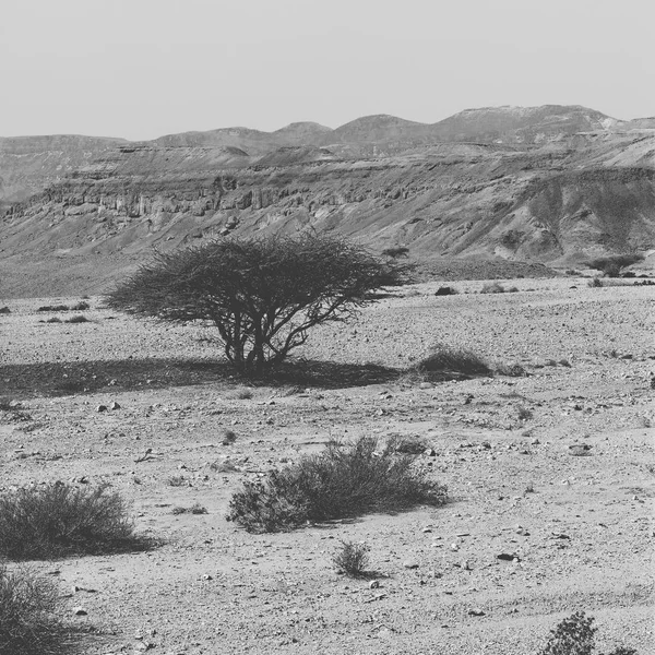 Vie Dans Une Infinité Sans Vie Désert Néguev Israël Paysage — Photo