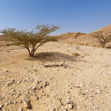 İsrail 'deki Negev Çölü' nün cansız sonsuzluğunda yaşam. Ortadoğu 'nun nefes kesici manzarası ve doğası.