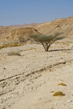 İsrail 'deki Negev Çölü' nün cansız sonsuzluğunda yaşam. Ortadoğu 'nun nefes kesici manzarası ve doğası.