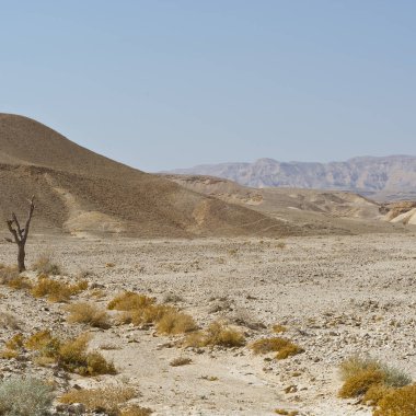 İsrail 'deki Negev Çölü' nün cansız sonsuzluğunda yaşam. Ortadoğu 'nun nefes kesici manzarası ve doğası.