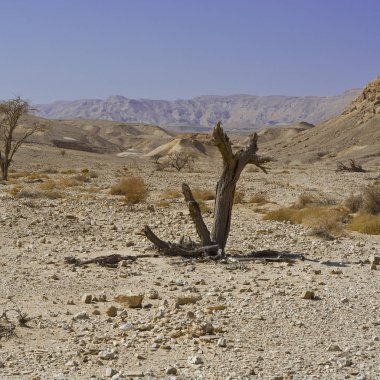 İsrail 'deki Negev Çölü' nün cansız sonsuzluğunda yaşam. Ortadoğu 'nun nefes kesici manzarası ve doğası.