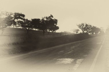 Düz asfalt yol batımında Portekiz mantar ağaçları ile tipik kuru peyzaj. Siyah ve beyaz fotoğraf.