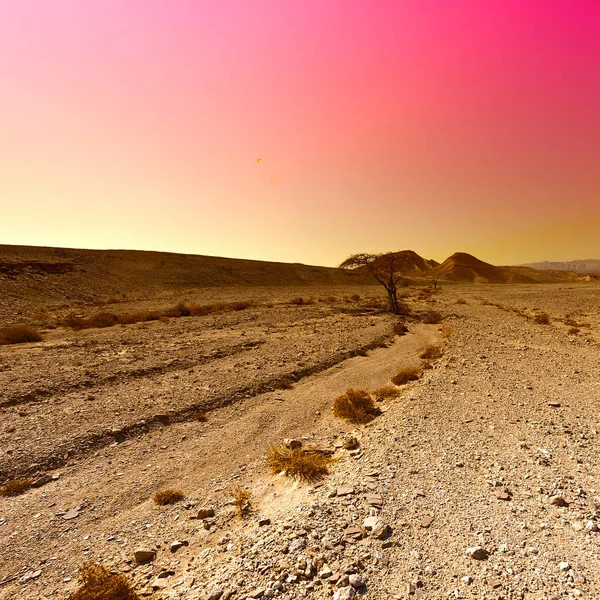 Raging Colors Rocky Hills Negev Desert Israel Breathtaking Landscape Nature — Stock Photo, Image