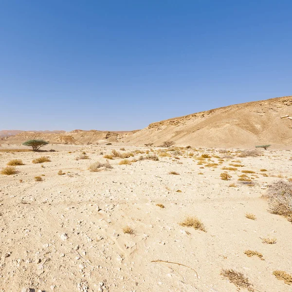 Dry Tree Infinity Negev Desert Israel Breathtaking Landscape Nature Middle — Stock Photo, Image