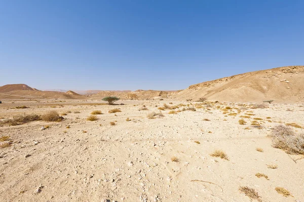 Droge Boom Oneindigheid Van Negev Woestijn Israël Adembenemend Landschap Natuur — Stockfoto
