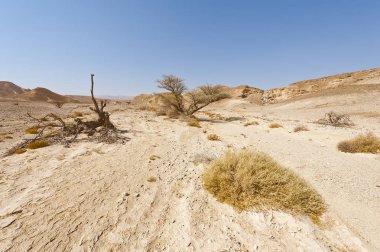 İsrail 'deki Negev Çölü' nün cansız sonsuzluğunda yaşam. Ortadoğu 'nun nefes kesici manzarası ve doğası.