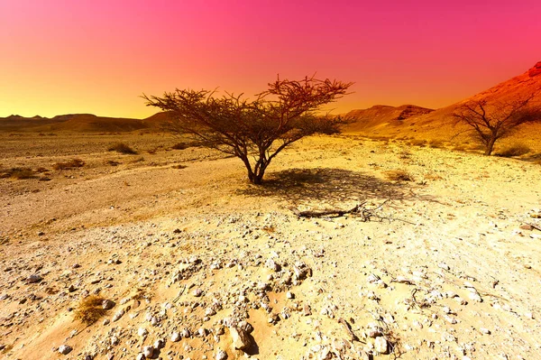 Kolorowe Skaliste Wzgórza Pustyni Negev Izraelu Zapierający Dech Piersiach Krajobraz — Zdjęcie stockowe