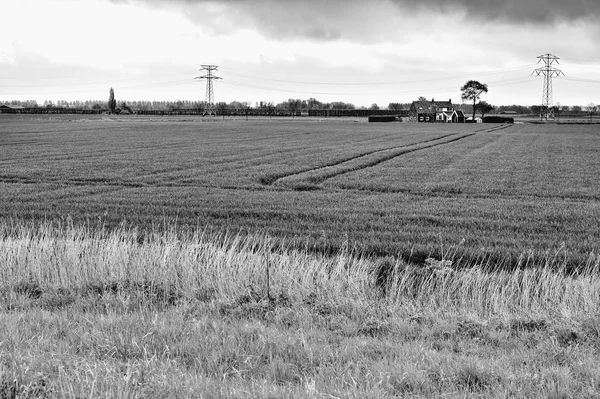 Landbouw Het Land Teruggevorderd Van Stoel Nederland Getijde Marsh Weiden — Stockfoto