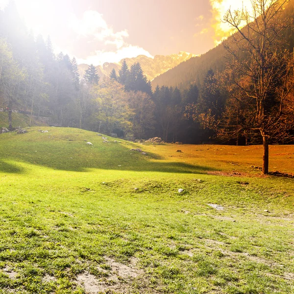 Névoa Matinal Nos Alpes Italianos Vista Vale Floresta Montanha Nascer — Fotografia de Stock