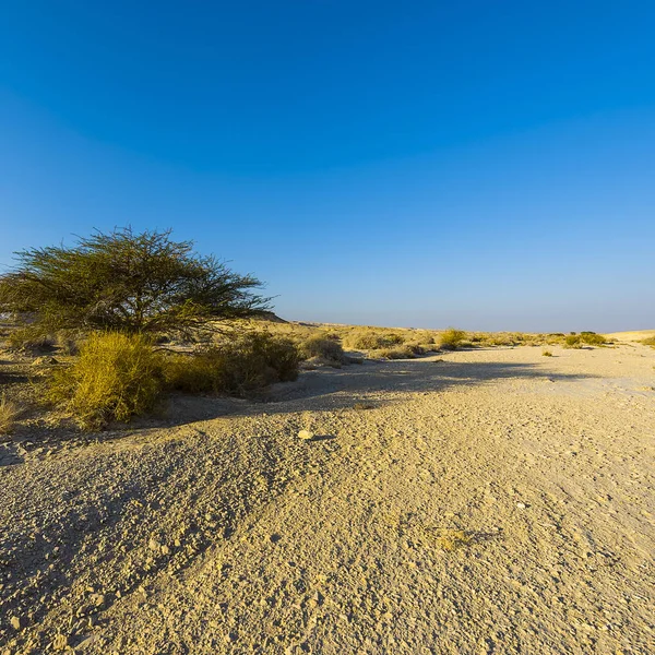 以色列内盖夫沙漠落基山脉的无限荒凉 中东令人振奋的风景和自然 — 图库照片