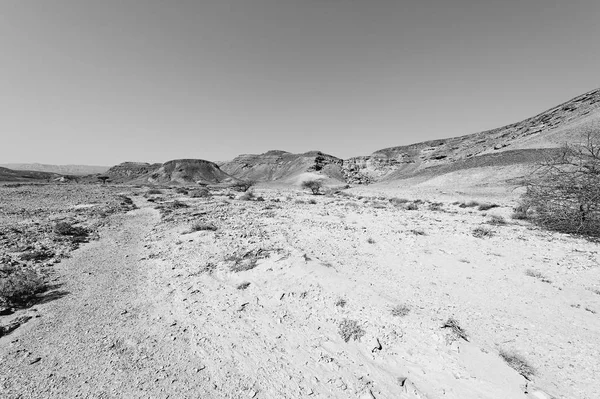 Самотність Порожнеча Скелястих Пагорбів Пустелі Негев Ізраїлі Дивовижний Краєвид Природа — стокове фото