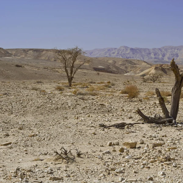 이스라엘의 사막에서는 생명이 무한정의 살았습니다 숨막힐 중동의 풍경과 — 스톡 사진