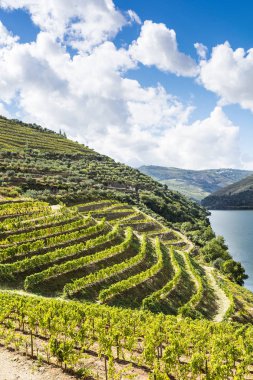 Portekiz 'in Douro Nehri bölgesinin üzüm bağları. Portekiz kırsalının manzarası