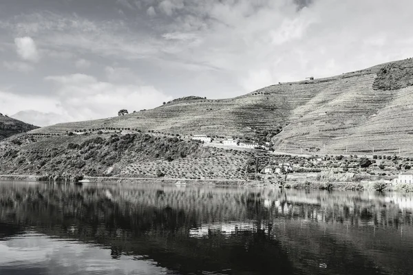 Portekiz Douro Nehri Bölgesinde Üzüm Bağları Zeytinlikler Arasında Seyahat Edin — Stok fotoğraf