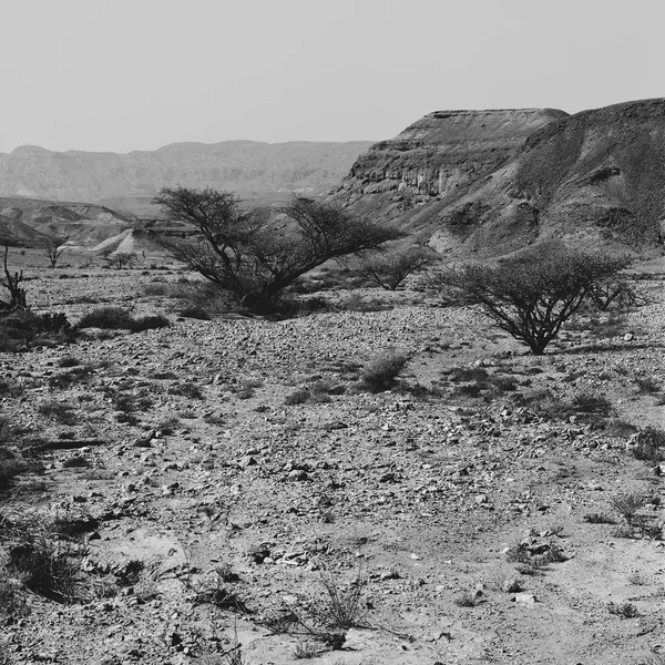 Srail Deki Negev Çölü Nün Kayalık Tepelerinde Yalnızlık Boşluk Ortadoğu — Stok fotoğraf