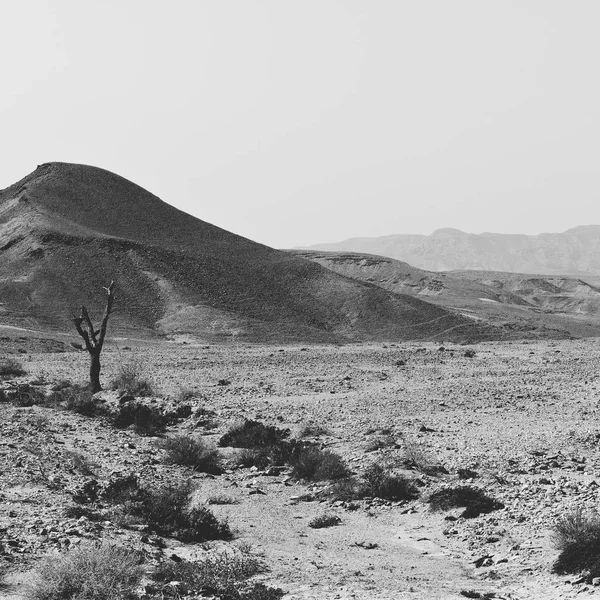 Srail Deki Negev Çölü Nün Kayalık Tepelerinde Yalnızlık Boşluk Ortadoğu — Stok fotoğraf