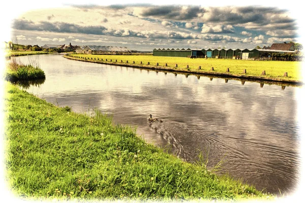 Greenhouses Growing Tulip Flowers Nethrlands Family Ducks Swimming Drainage Channel — Stock Photo, Image