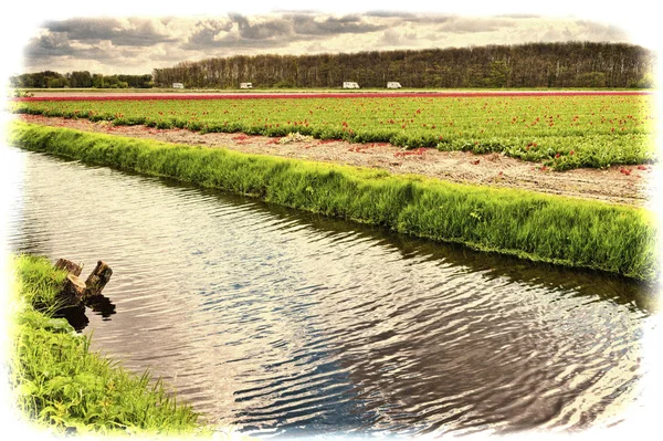 オランダでチューリップの花を咲かせます 排水管の近くのオランダの春の庭で盛り合わせ花 ヴィンテージ風トーン絵 — ストック写真