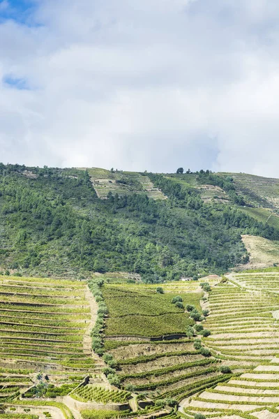 Wijngaarden Van Douro Portugal Bezienswaardigheden Het Portugese Platteland — Stockfoto