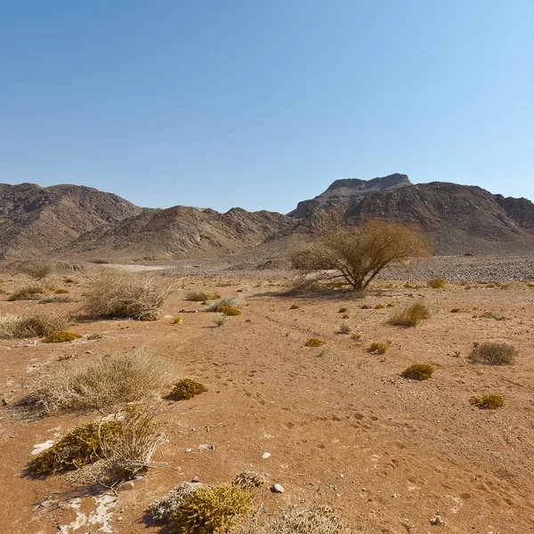 Malinconia Vuoto Delle Colline Rocciose Del Deserto Del Negev Israele — Foto Stock
